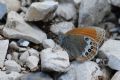 Coenonympha gardetta